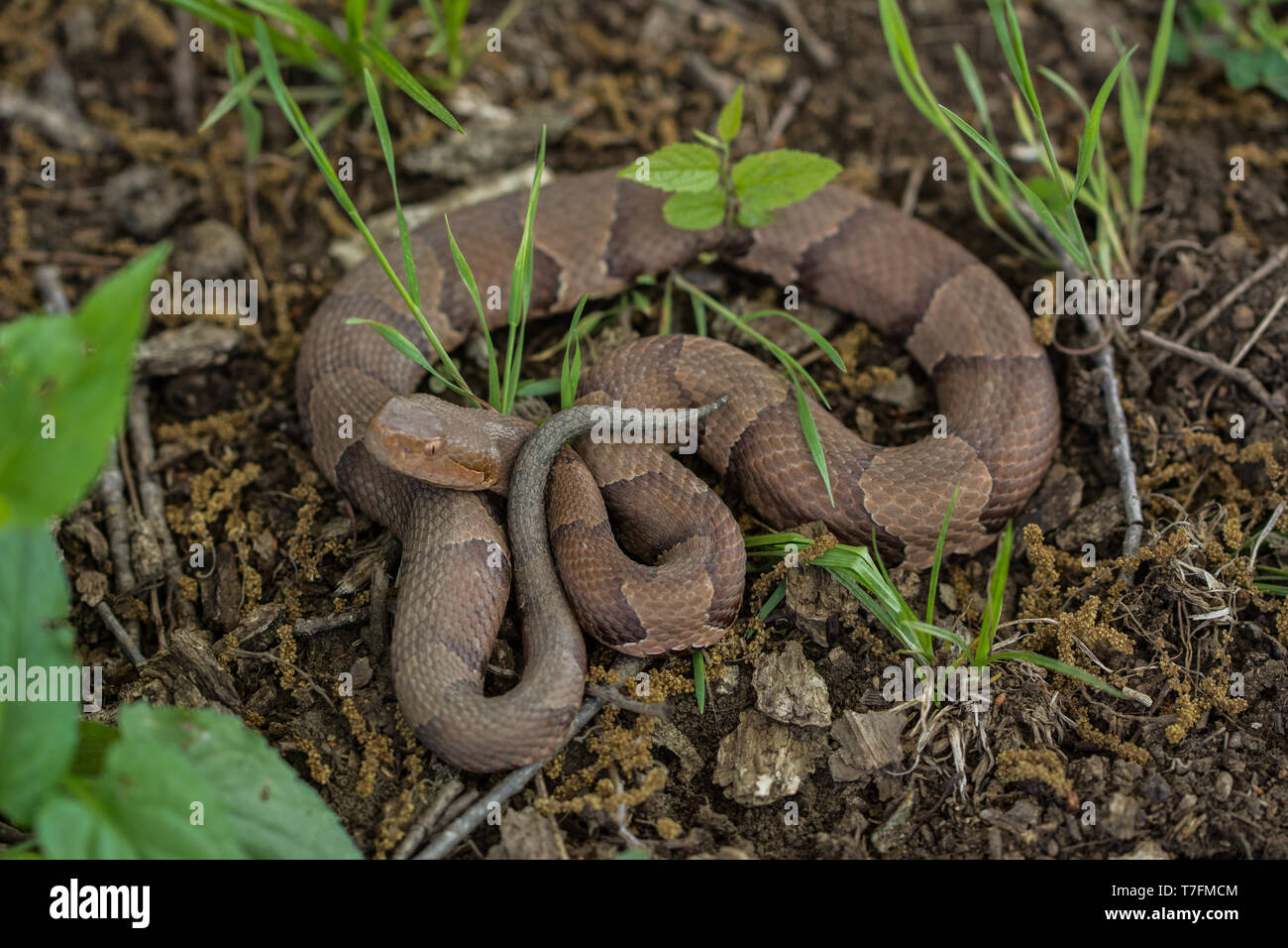 Broad banded copperhead snake hires stock photography and images Alamy