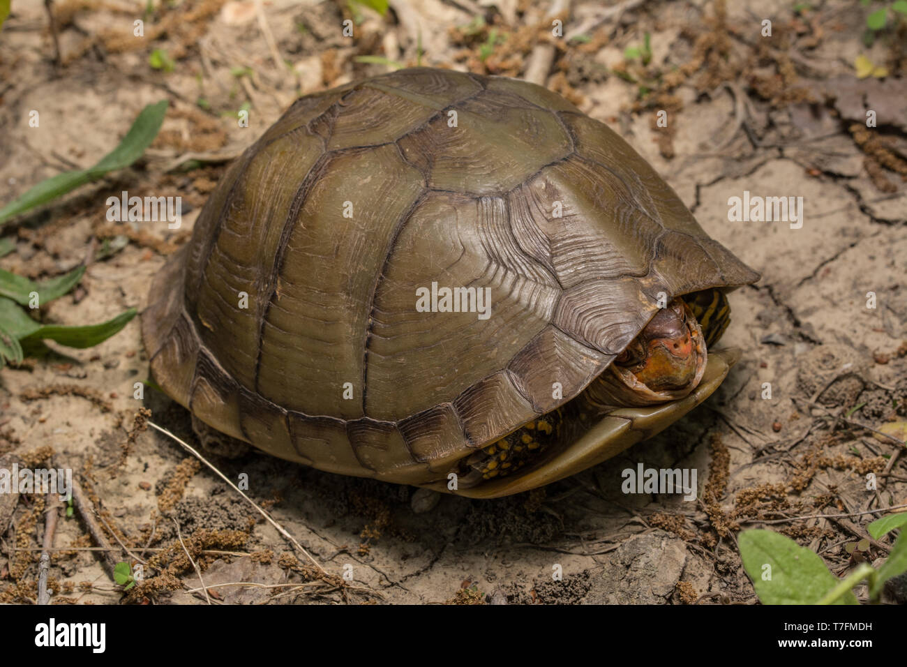 An adult male Threetoed Box Turtle (Terrapene carolina triungis) from