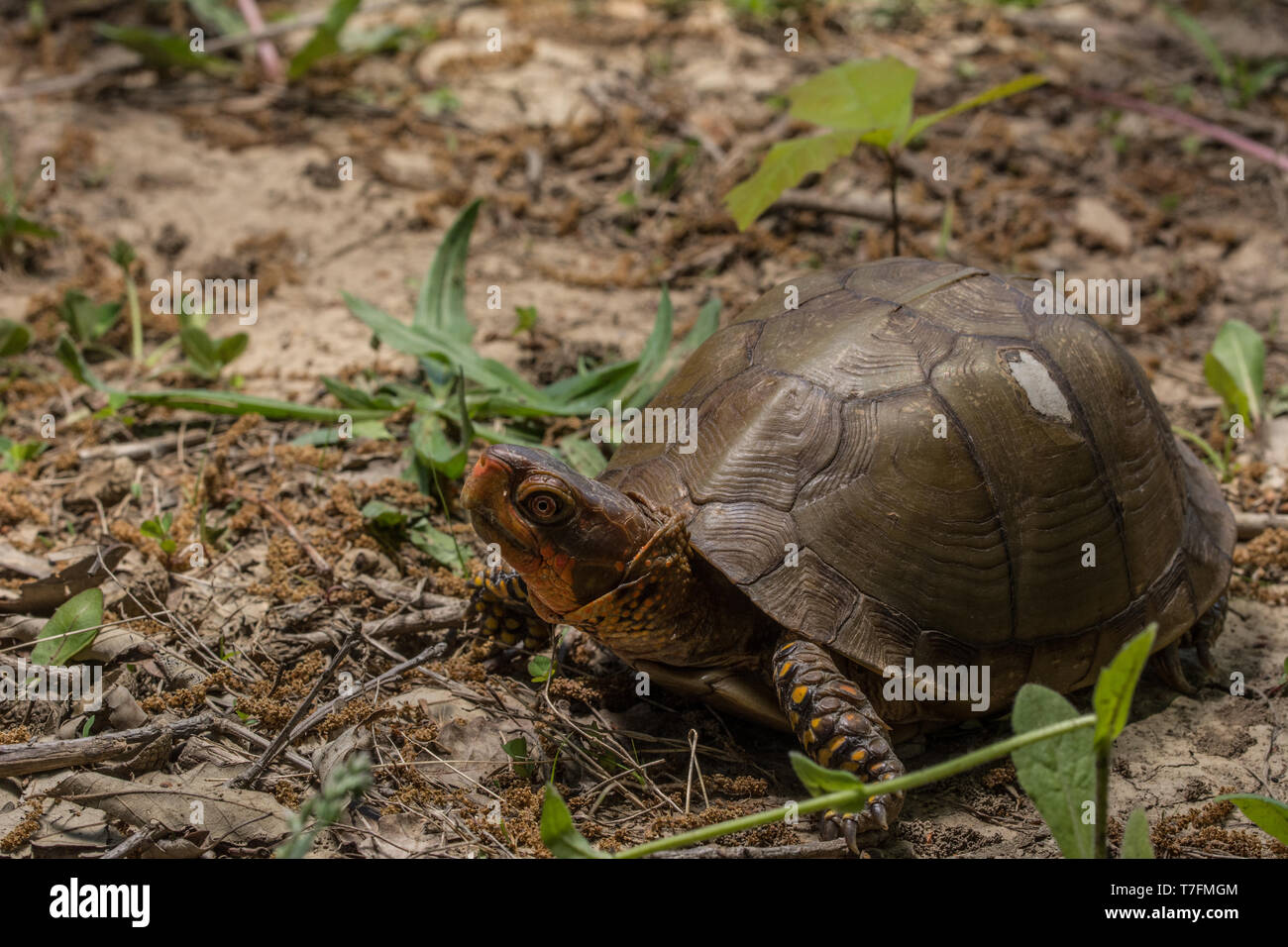 An adult male Three-toed Box Turtle (Terrapene carolina triungis) from Chatauqua County, Kansas, USA. Stock Photo