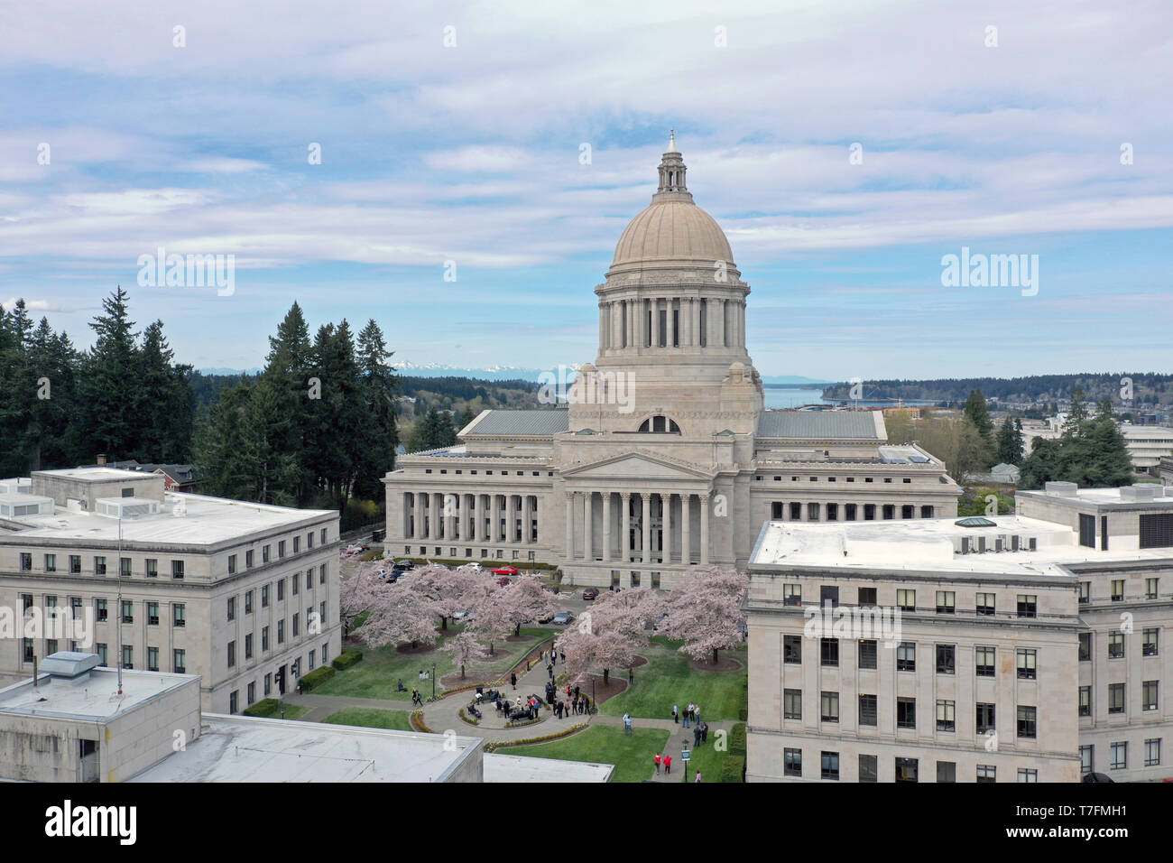 Aerial Perspective Over Spring Cherry Blossoms at the Washington State Capital building in Olympia Stock Photo