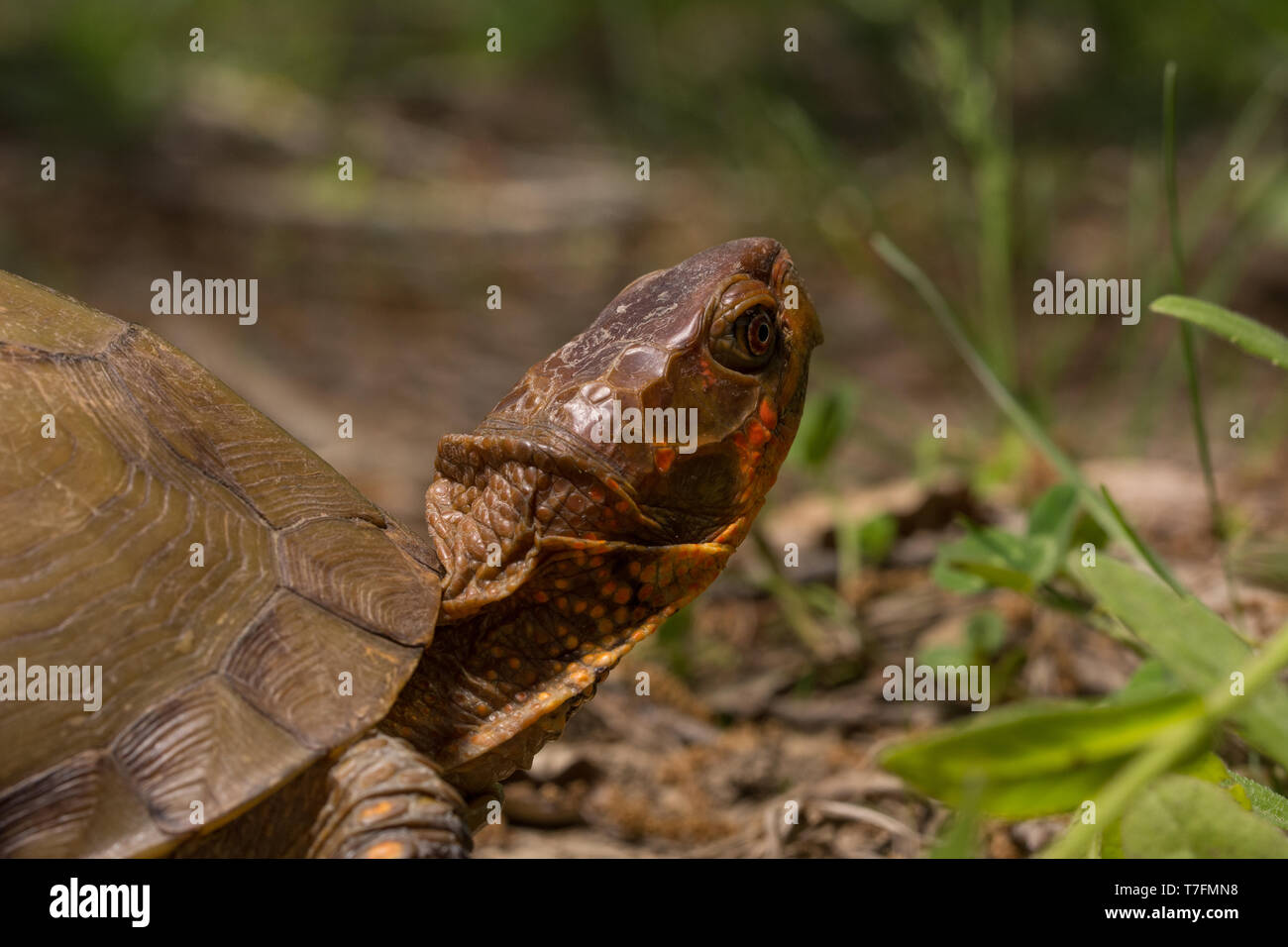 An adult male Three-toed Box Turtle (Terrapene carolina triungis) from Chatauqua County, Kansas, USA. Stock Photo