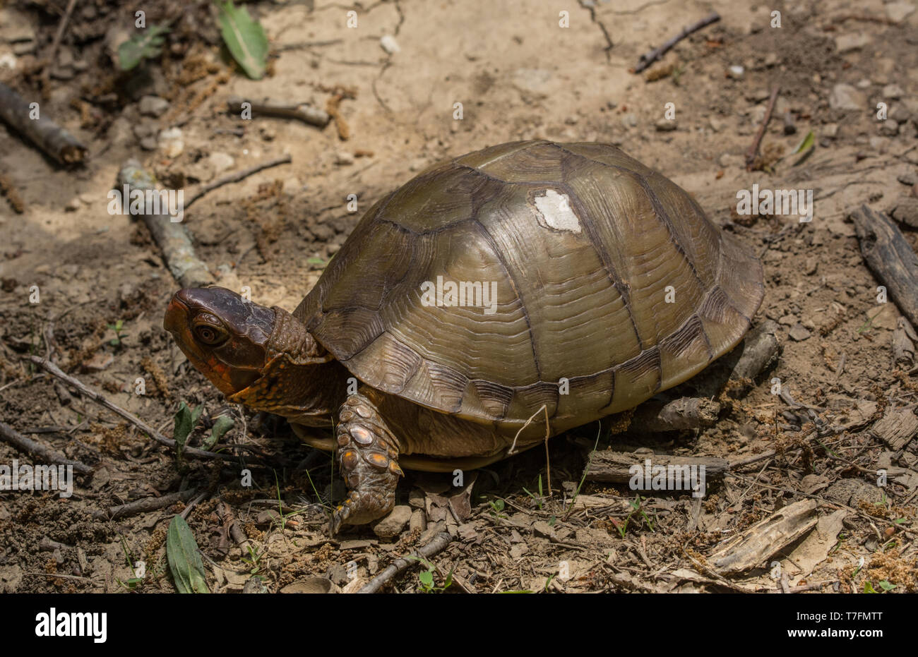 An adult male Threetoed Box Turtle (Terrapene carolina triungis) from