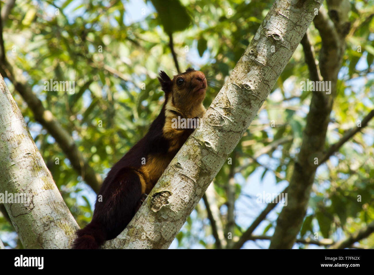 Indian giant squirrel or Malabar giant squirrel, Ratufa indica, Dandeli National Park, Karnataka, Dandeli. Stock Photo