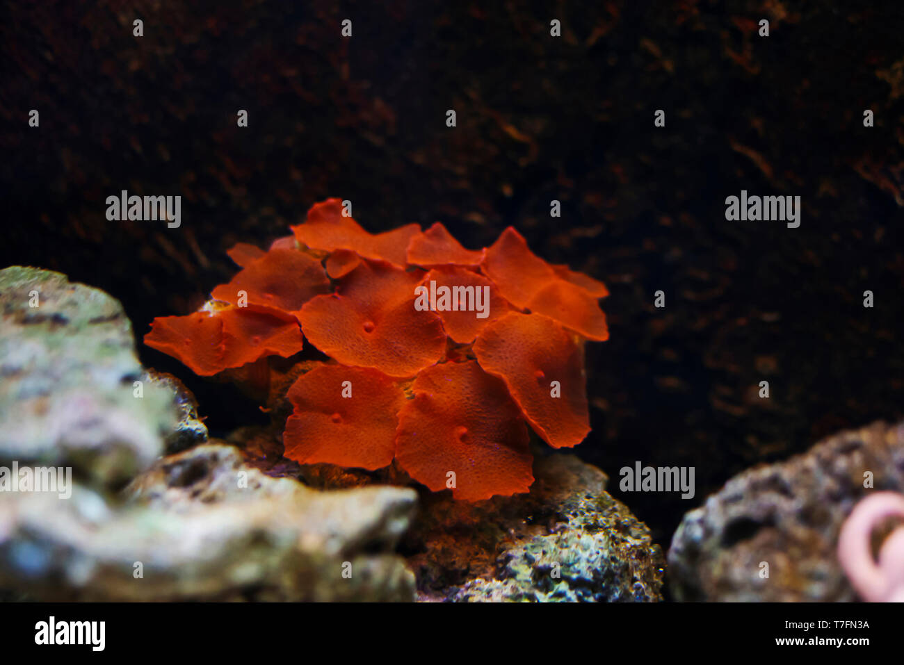 Red mushroom coral, mushroom Corals, close view. Stock Photo