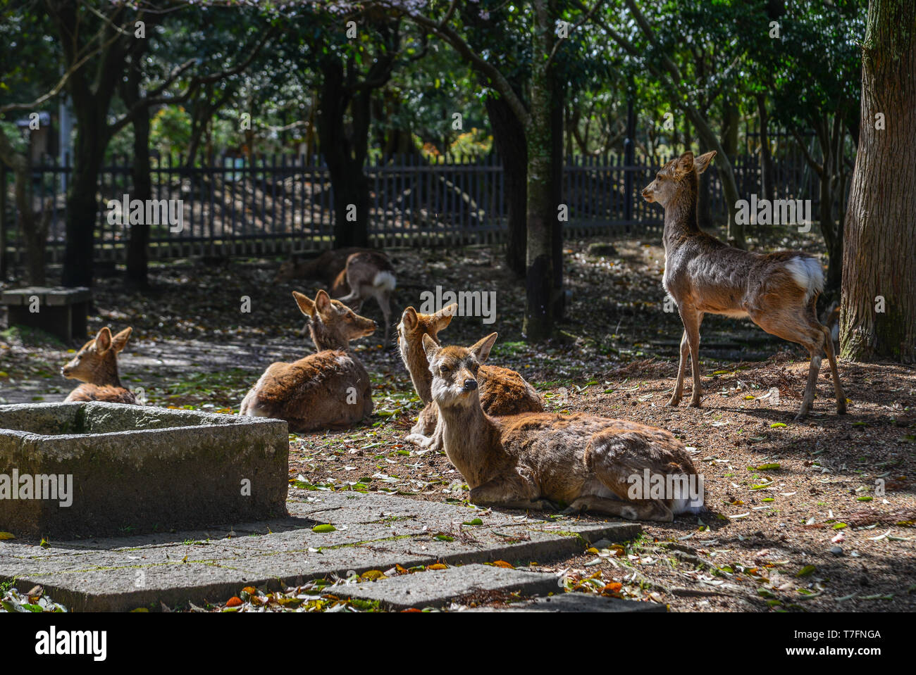 Wild deer in Nara Park, Japan. Deer are symbol of Nara greatest tourist  attraction Stock Photo - Alamy