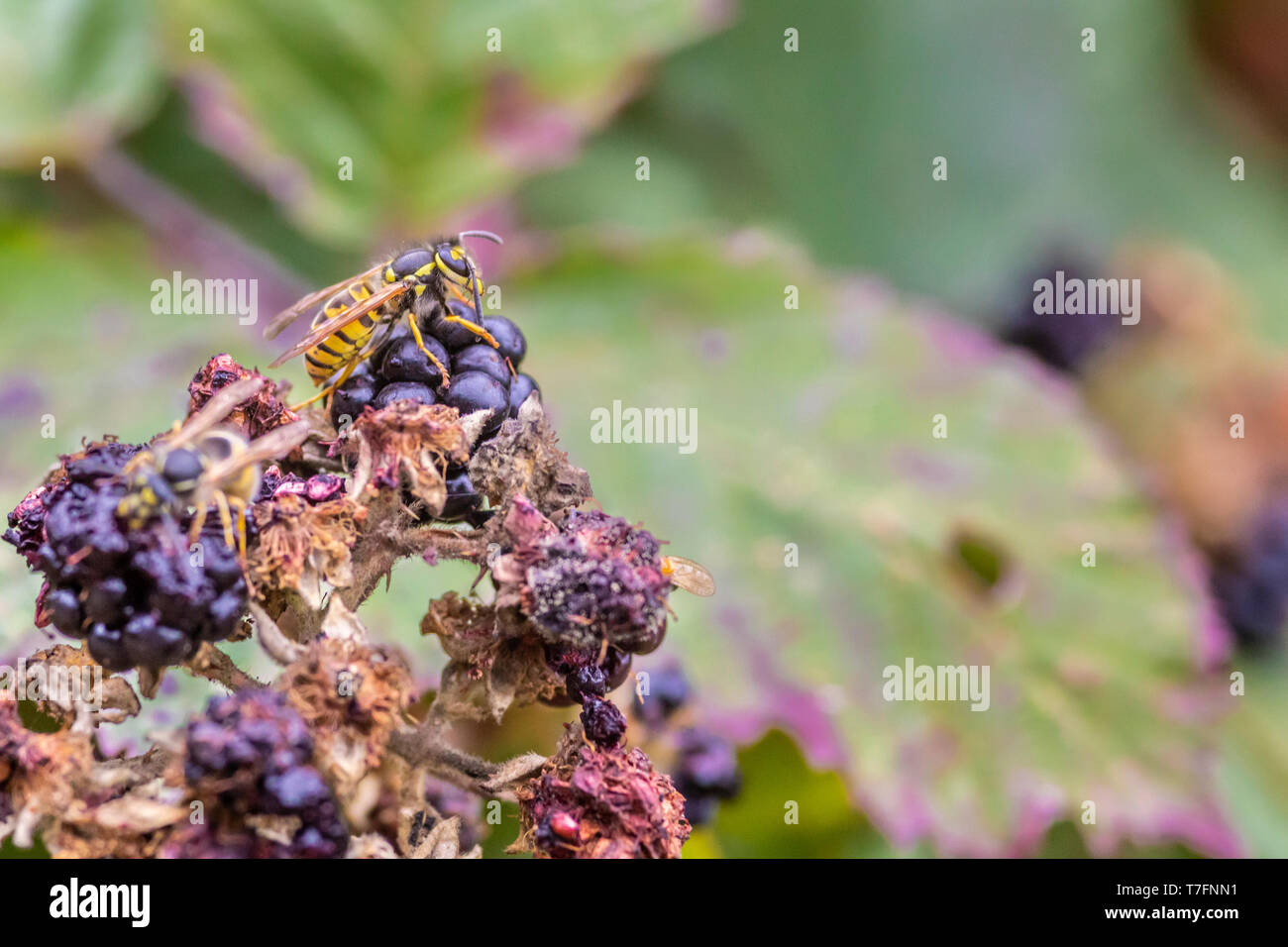 Wasp Raspberry Insect Feeding Grapes High Resolution Stock Photography and Images - Alamy