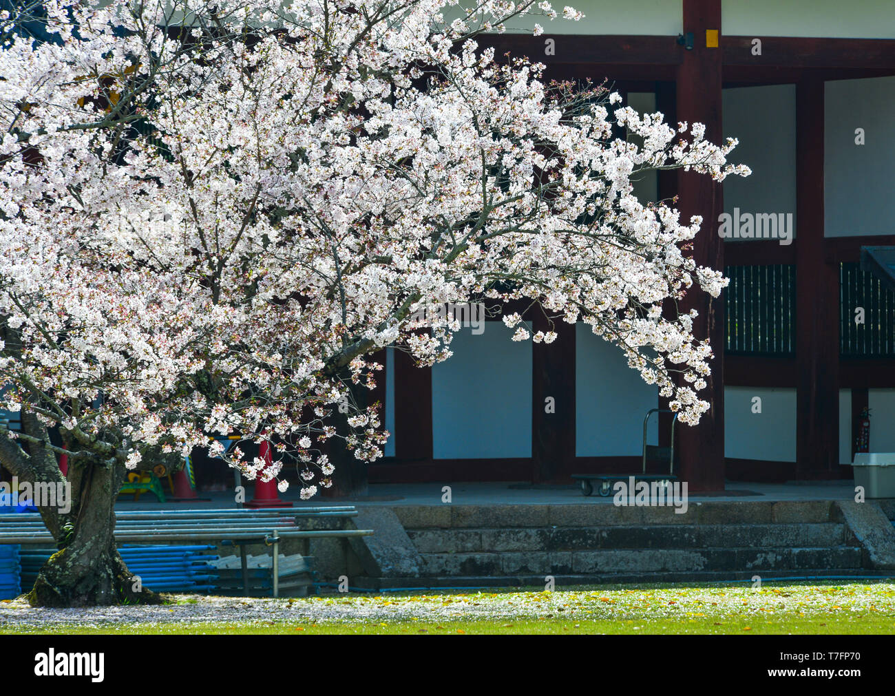 Cherry flowers with ancient building in Nara, Japan. Nara is the old capital of Japan, with a lot of heritages. Stock Photo