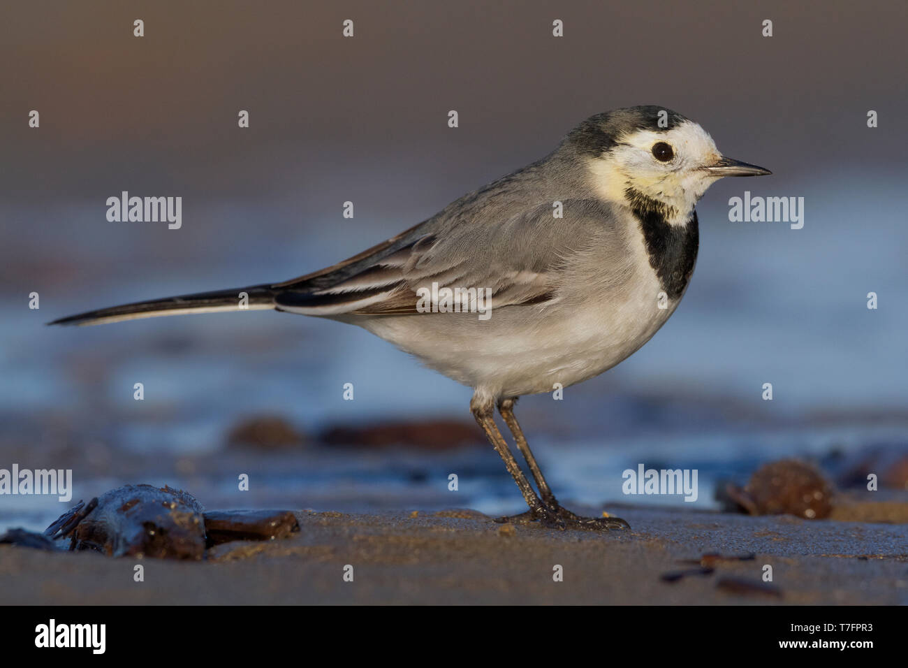 White Wagtail, Adult standing on the sand, Campania, Italy (Motacilla alba) Stock Photo