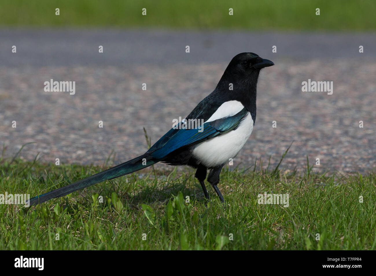 Magpie (Pica pia), adult standing on the ground Stock Photo