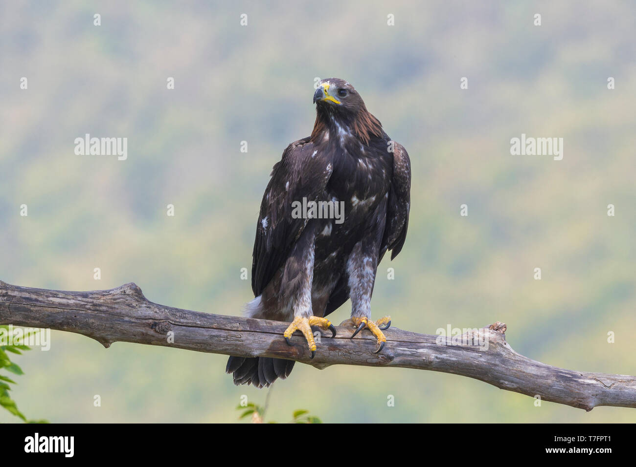 Golden Eagle Aquila Chrysaetos Juvenile Perched On A Dead