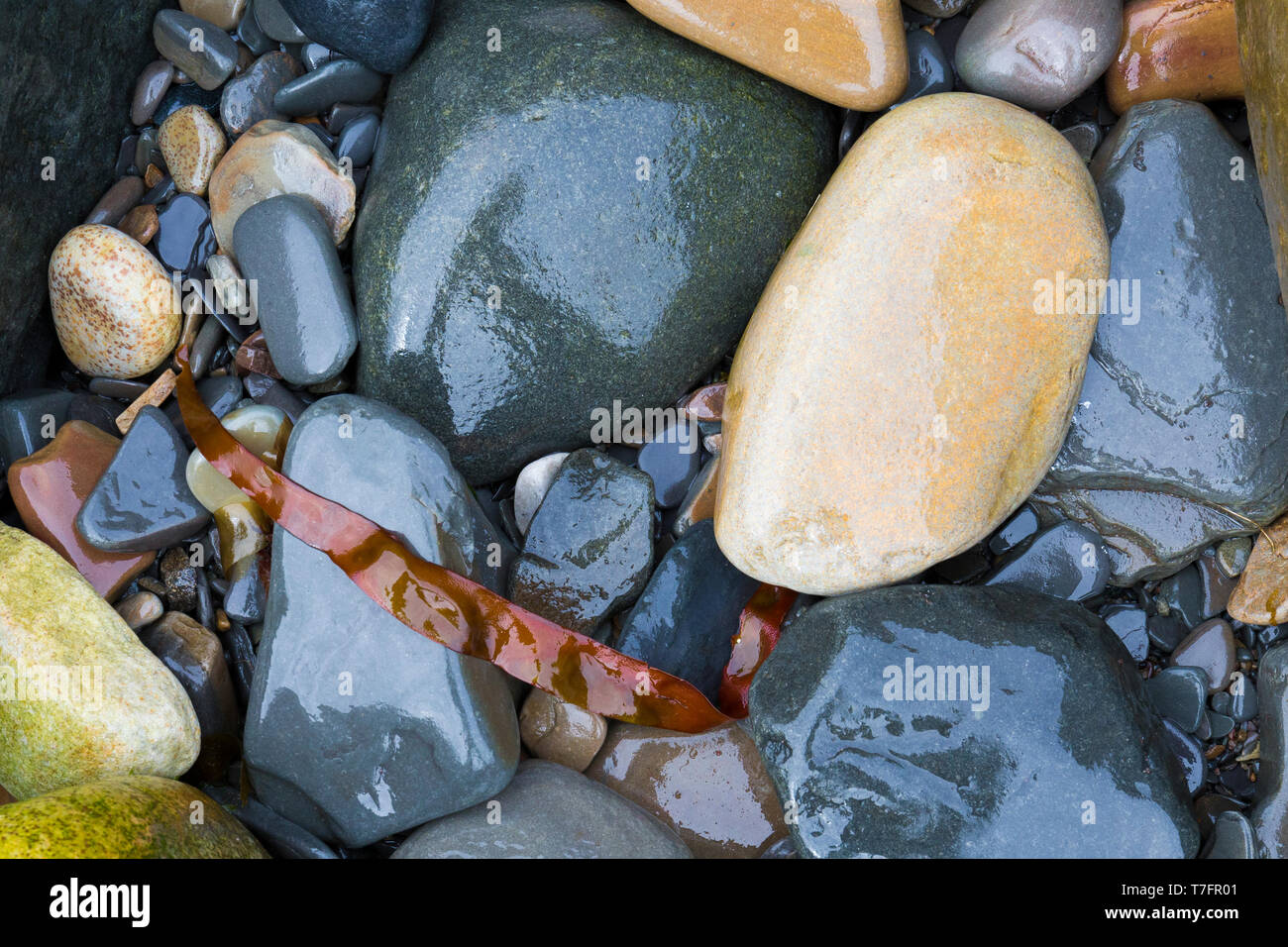 Pebbles, various colours with alga Stock Photo
