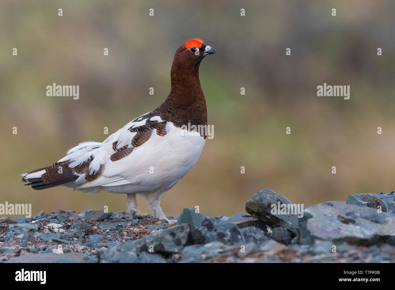 Willow Ptarmigan (Lagopus lagopus), adult male standing on the ground Stock Photo