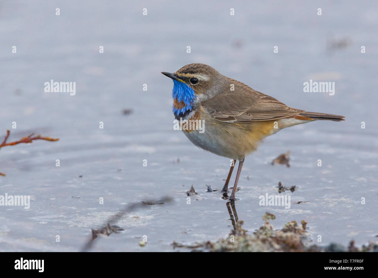 Bluethroat (Luscinia svecica), adult standing in the water Stock Photo