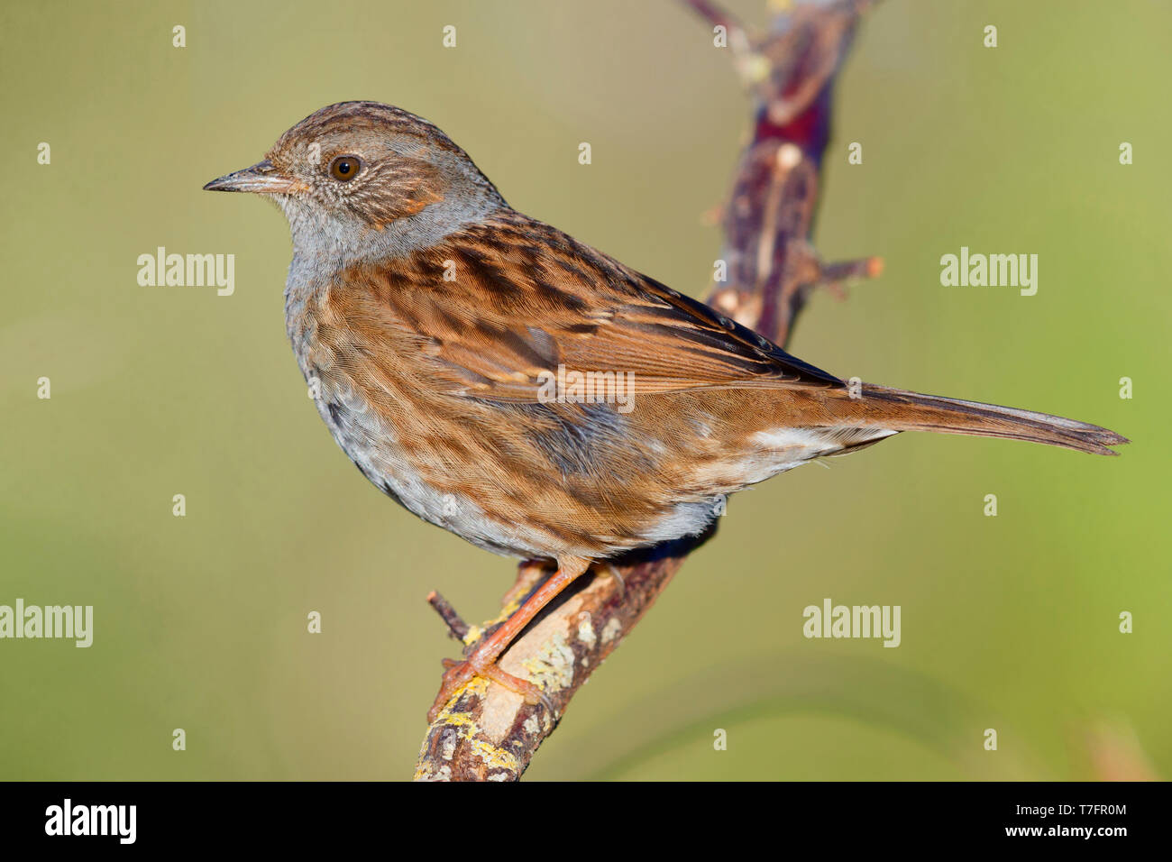 Dunnock (Prunella modularis), adult perched on a branch Stock Photo