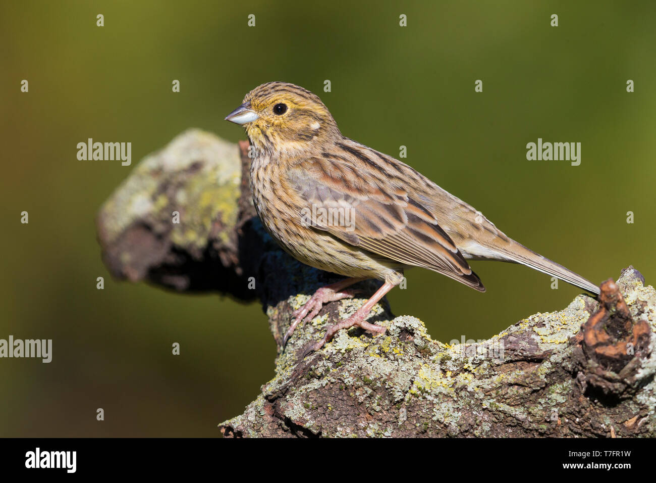 Cirl Bunting (Emberiza cirlus), adult female standing on a branch Stock Photo
