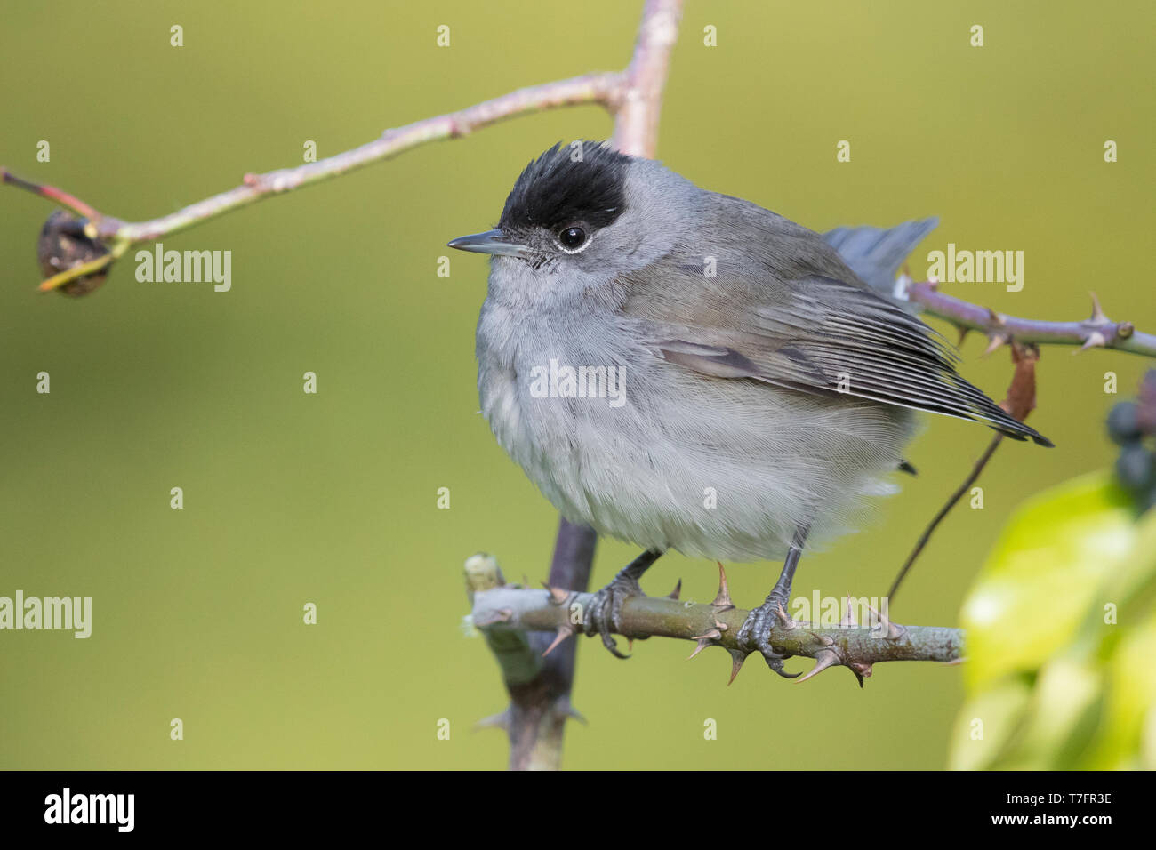 Eurasian Blackcap (Sylvia atricapilla), adult male perched on a branch Stock Photo