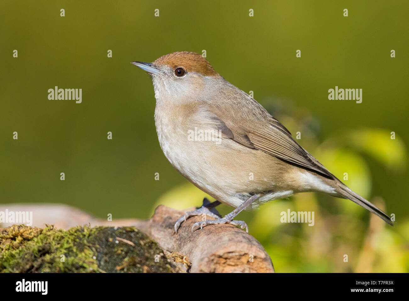 female blackcap