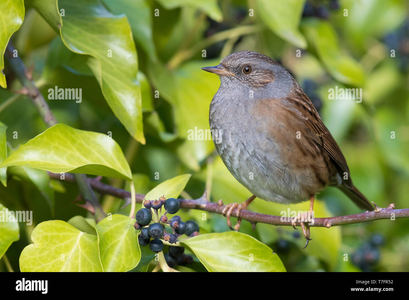 Dunnock (Prunella modularis), adult perched on a twig Stock Photo