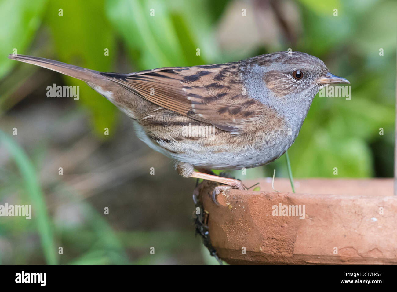 Dunnock (Prunella modularis), adult perched on a vase Stock Photo
