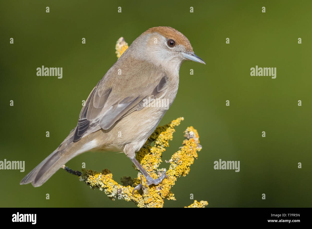 Blackcap (Sylvia atricapilla), adult female standing on a branch covered with lychens Stock Photo