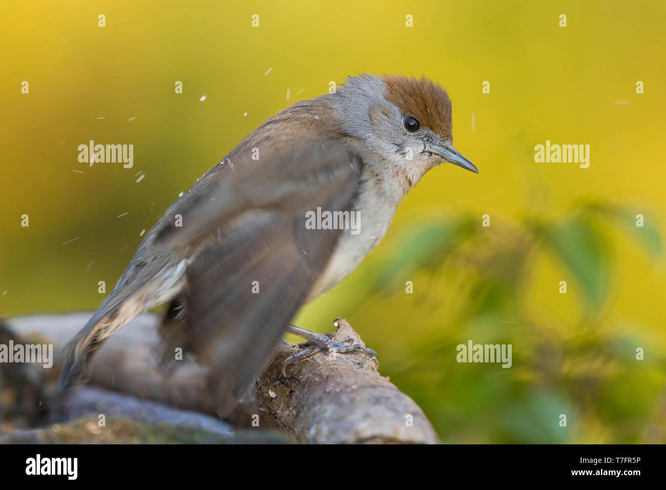 Blackcap (Sylvia atricapilla), adult female taking a bath Stock Photo