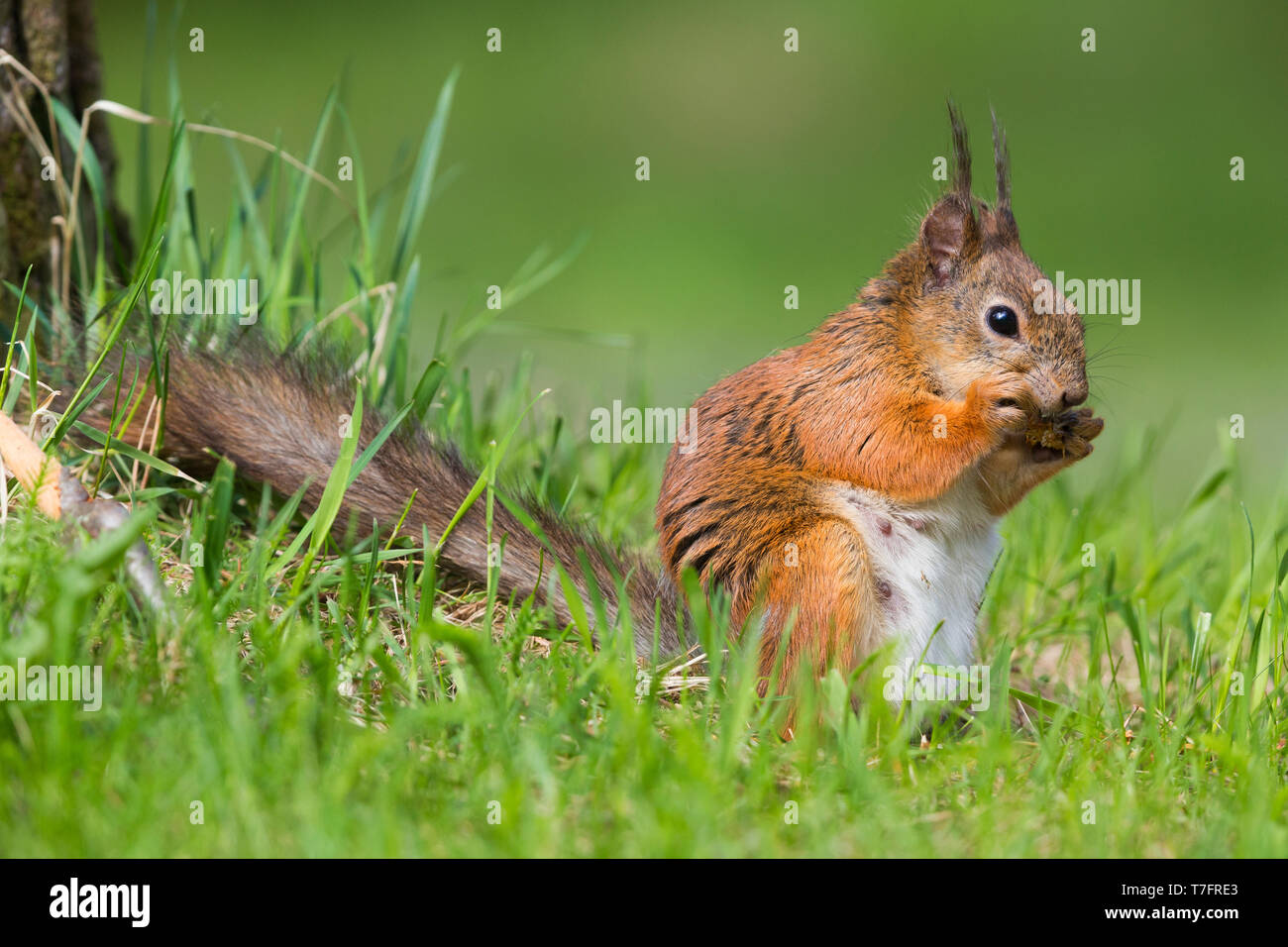 Red Squirrel (Sciurus vulgaris), adult female feeding on a pine cone Stock Photo