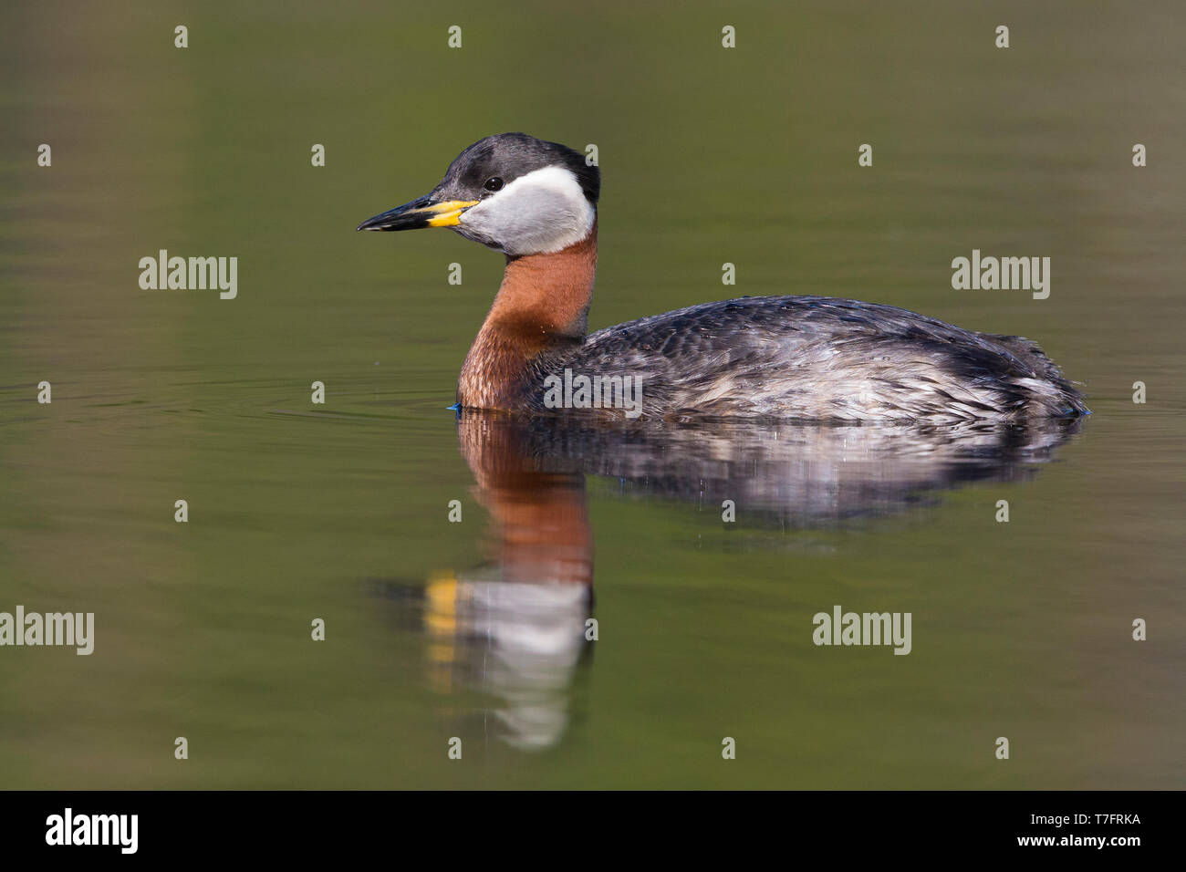 Red-necked Grebe (Podiceps grisegena), adult swimming in a lake Stock Photo