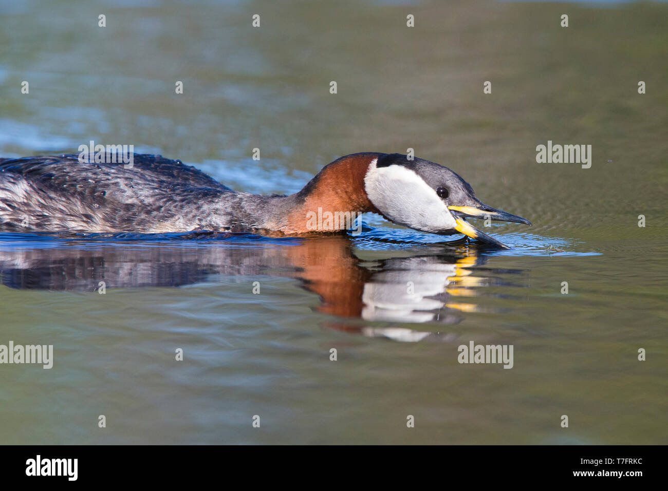 Red-necked Grebe (Podiceps grisegena), adult catching a mosquito on water surface Stock Photo