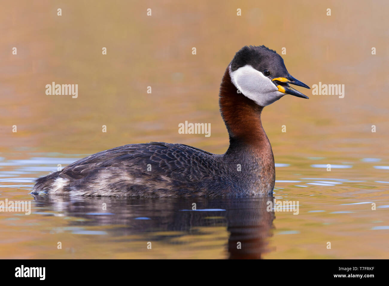 Red-necked Grebe (Podiceps grisegena), adult swimming in a lake Stock Photo