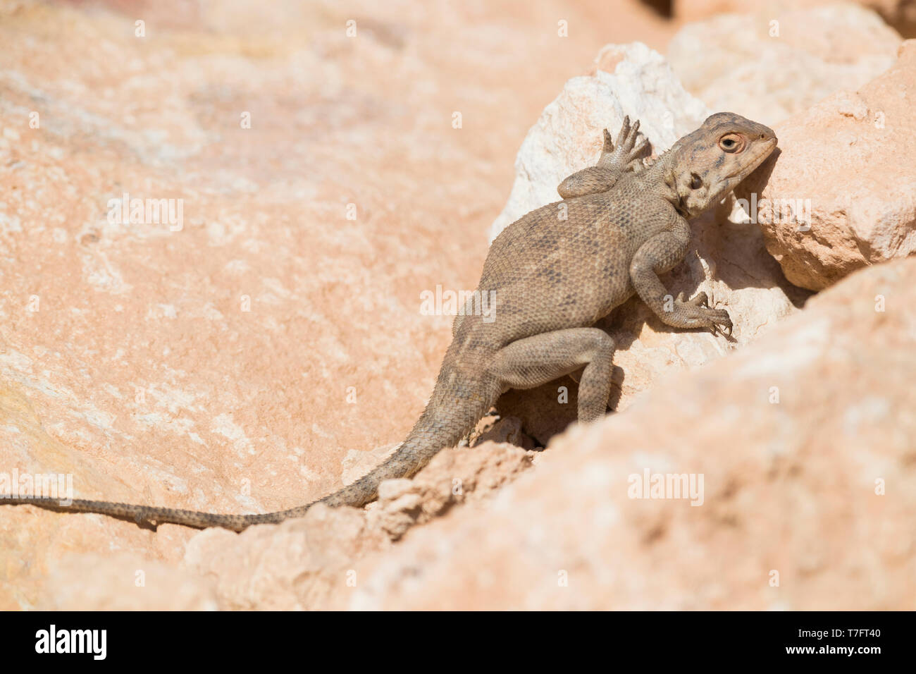 Trapelus mutabilis, adult basking on a rock Stock Photo