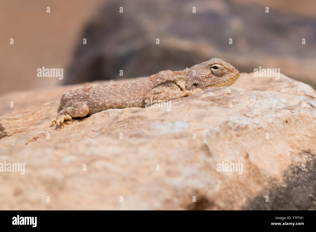 Trapelus mutabilis, juvenile basking on a rock Stock Photo