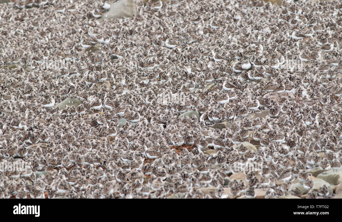 Large flock of Semipalmated Sandpipers (Calidris pusilla) roosting in Westmorland, New Brunswick, Canada. Stock Photo