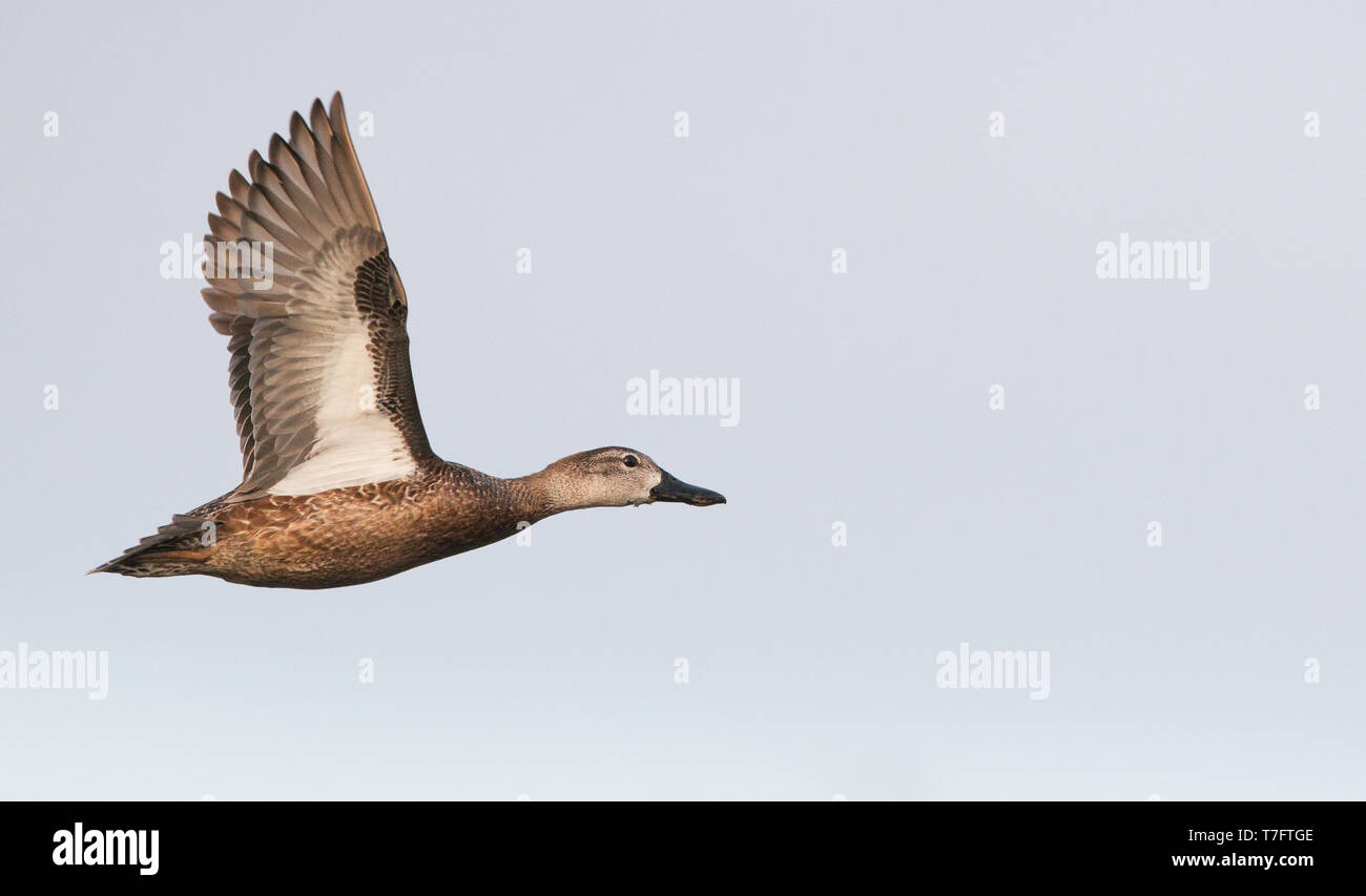 Bluewinged Teal in flight Stock Photo Alamy
