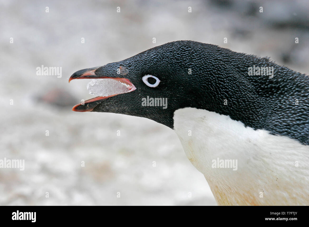Adelie penguin (Pygoscelis adeliae) eating ice Antarctica Stock Photo
