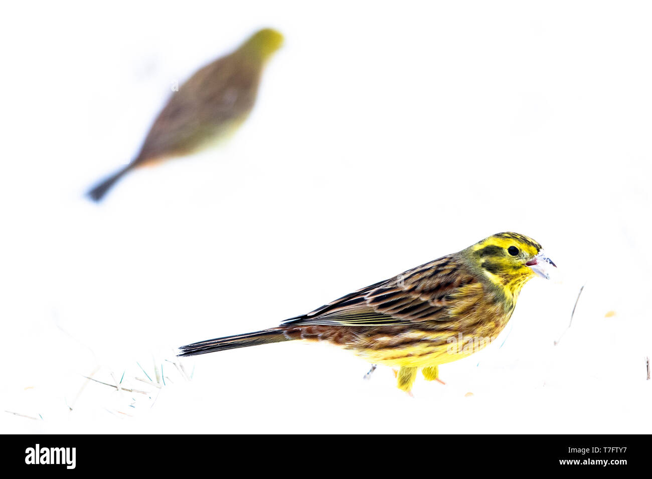 Yellowhammer (Emberiza citrinella) wintering in Bialowieza forest in Poland. One bird in foreground foraging on seeds. Stock Photo
