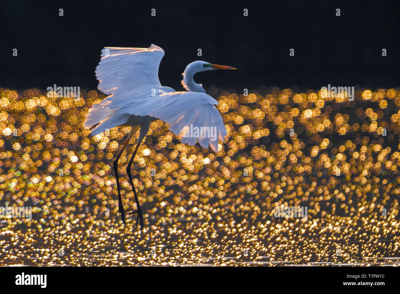 Great White Egret in Italy Stock Photo