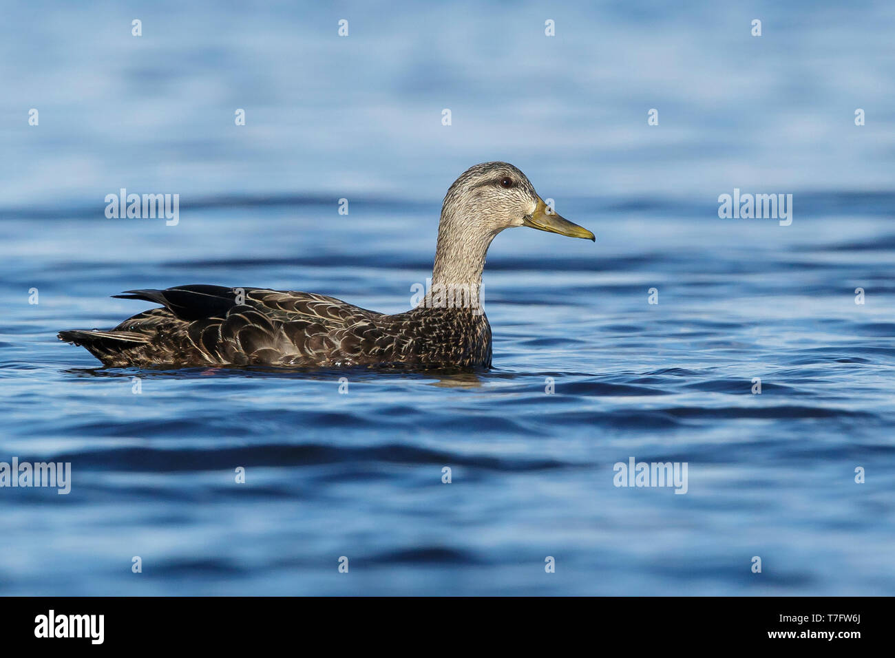 Adult female American Black Duck (Anas rubripes) Ocean Co., N.J. March 2017 Stock Photo