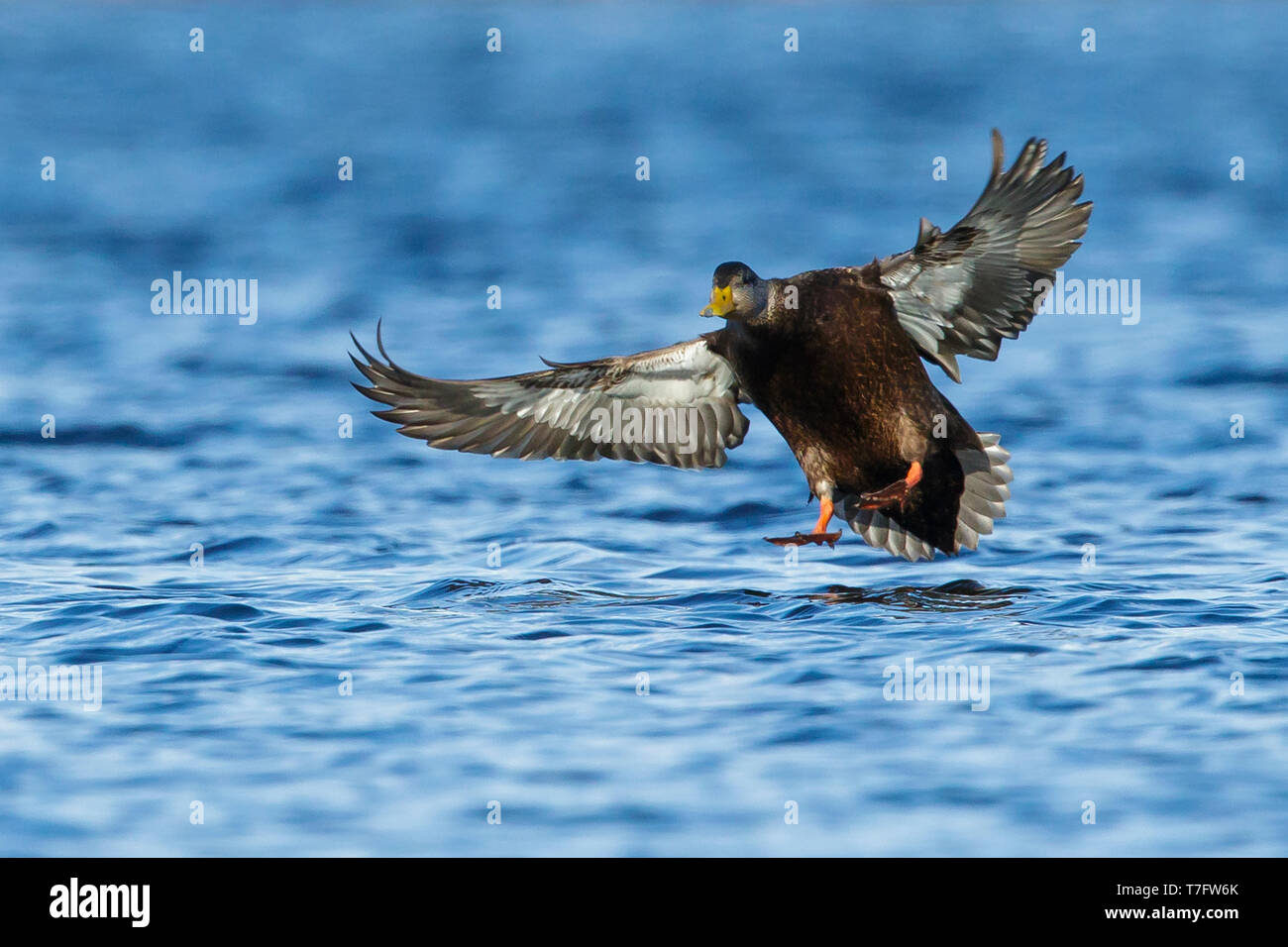 Adult male American Black Duck (Anas rubripes) landing on the water in  Ocean County, New jersey, USA in March 2017. Stock Photo