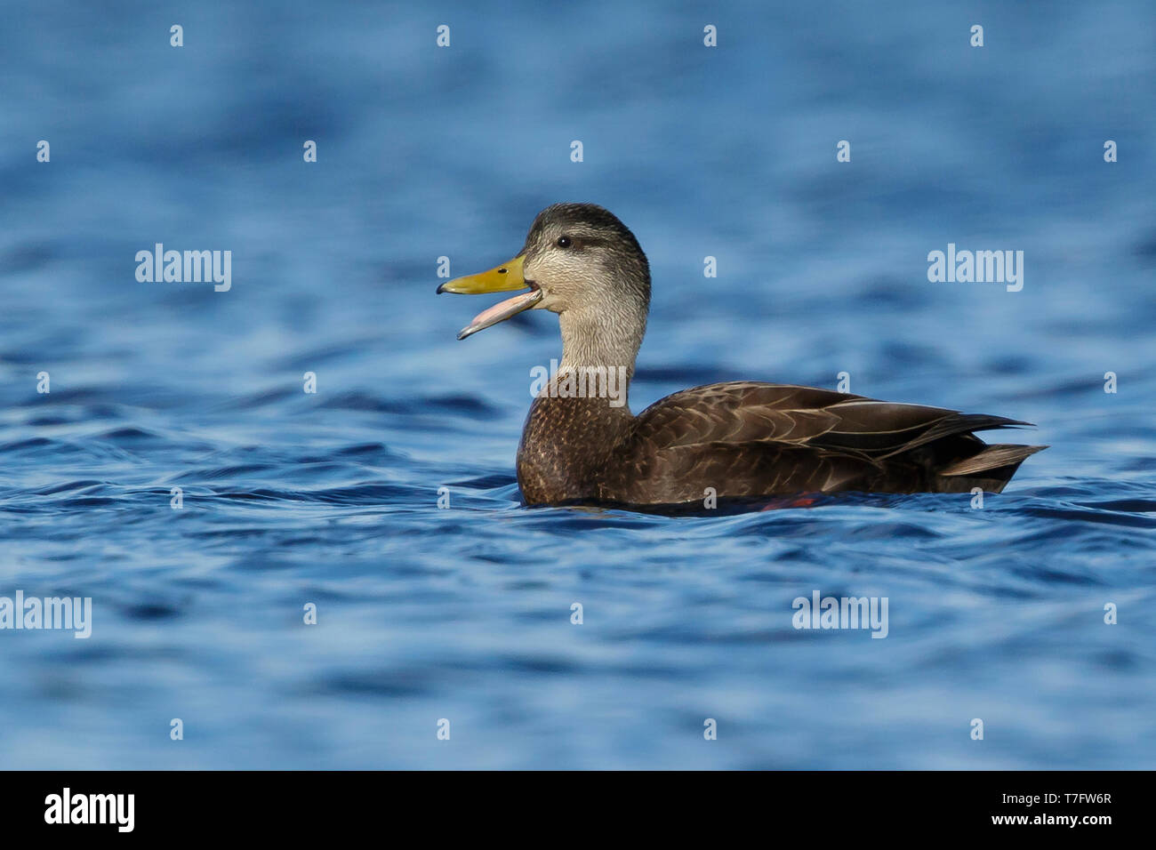 Adult male American Black Duck (Anas rubripes) calling Ocean Co., N.J. March 2017 Stock Photo
