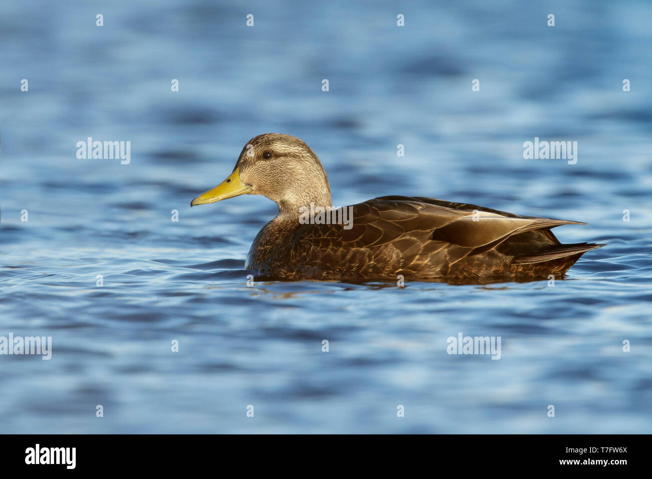Adult male American Black Duck (Anas rubripes) Ocean Co., N.J. March 2017 Stock Photo