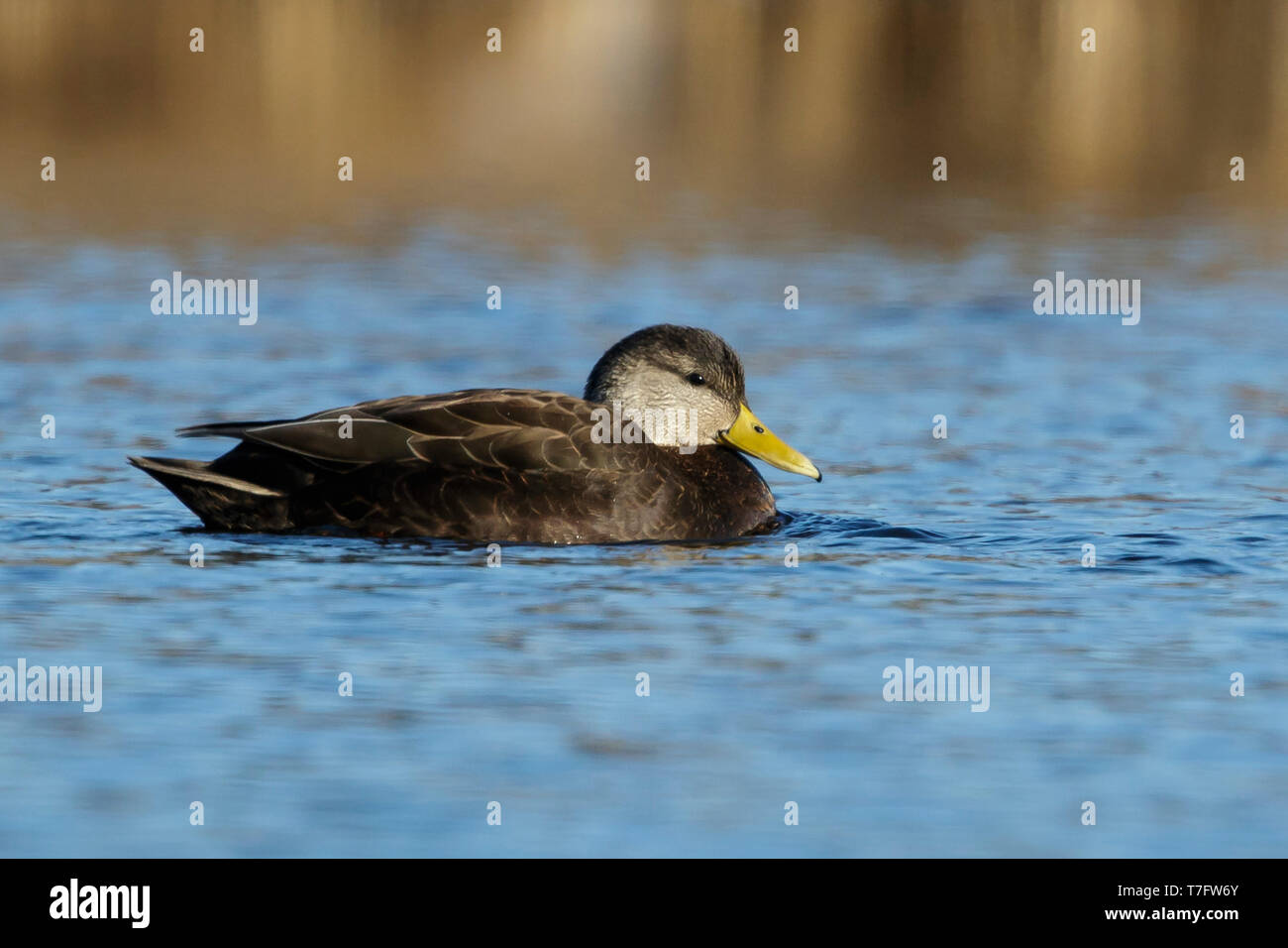 Adult male American Black Duck (Anas rubripes) resting on the water in Monmouth Co., N.J., USA. March 2017 Stock Photo