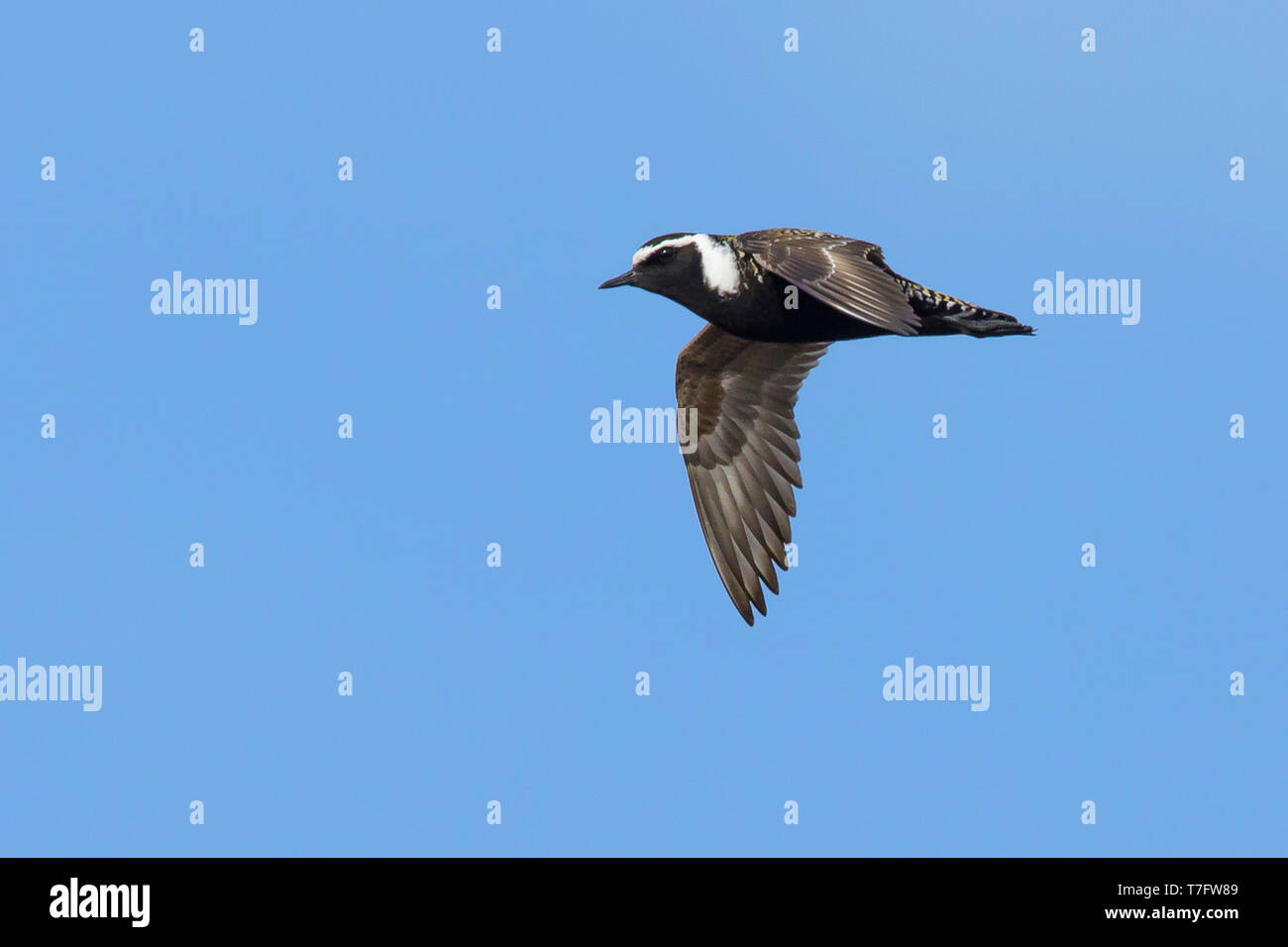 Species american golden plover hi-res stock photography and images - Alamy