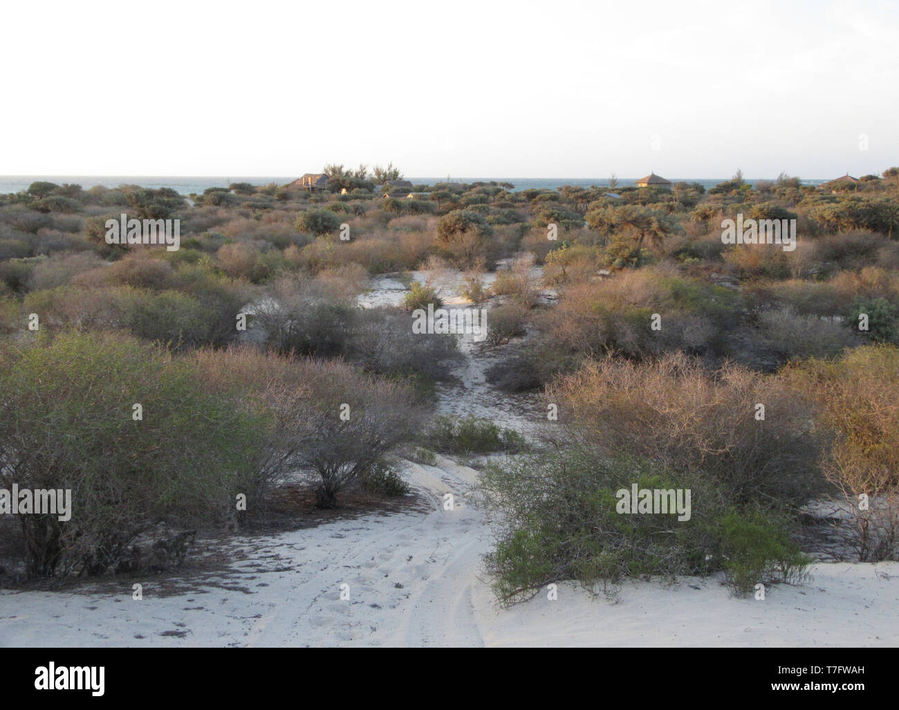 Scrub woodland along the arid coast of Anakao, south-west Madagascar. Stock Photo