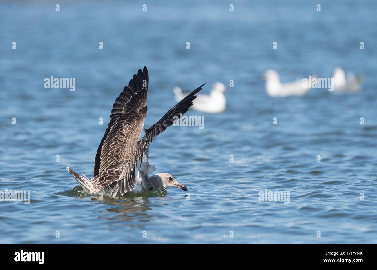 Juvenile Audouin's Gull (Ichthyaetus audouinii) landing in harbour of Sant Carles de la Ràpita in the Ebro delta, Spain Stock Photo