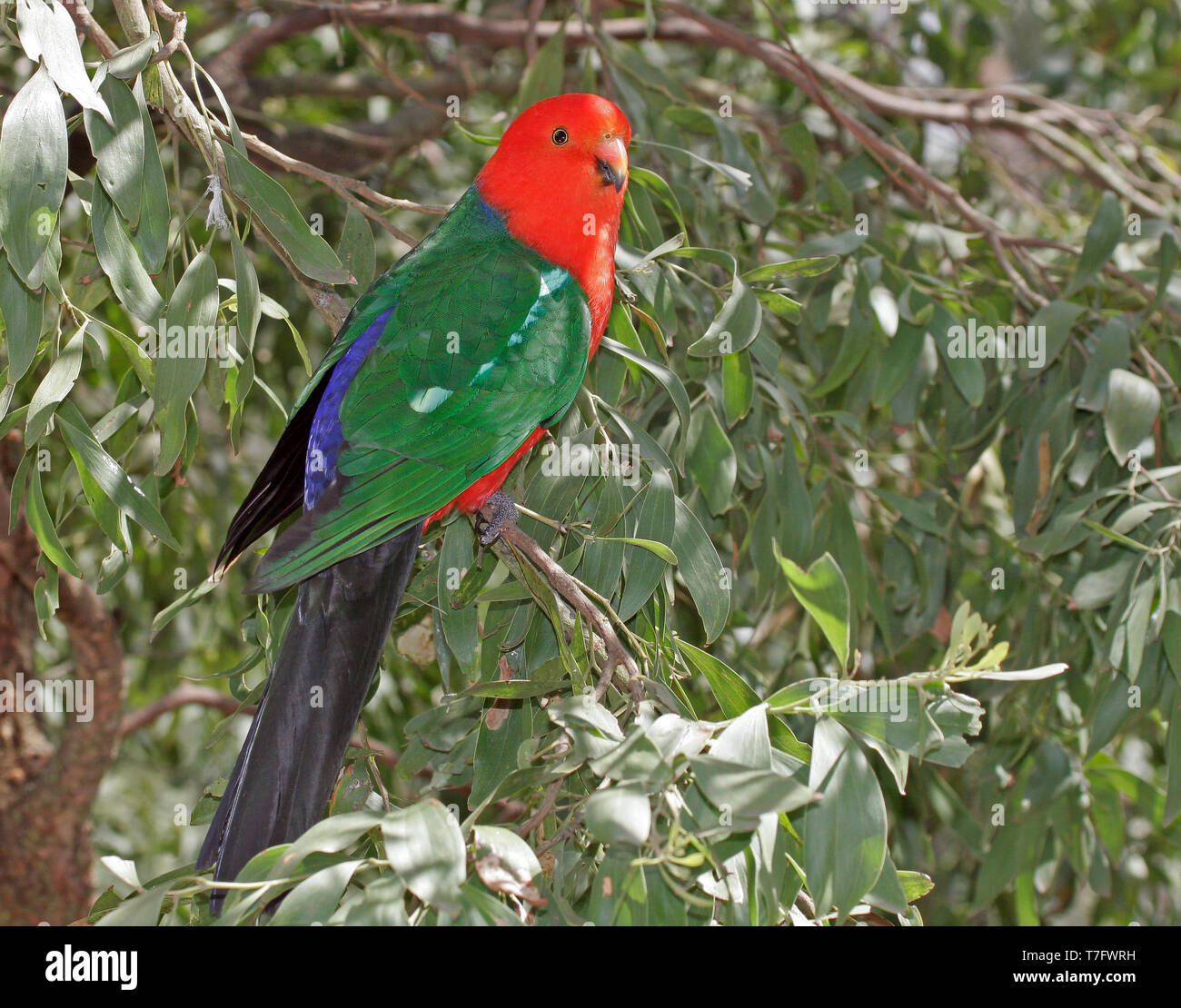 Australian king parrot (Alisterus scapularis) an endemic species to eastern Australia. Stock Photo