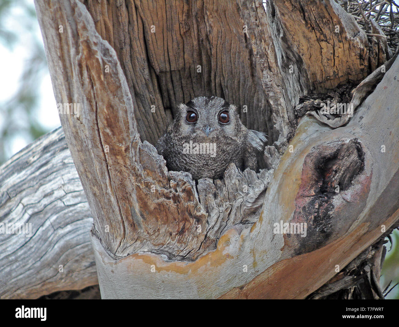 Australian owlet-nightjar (Aegotheles cristatus) resting during daytime in Australia in its nesthole. Stock Photo