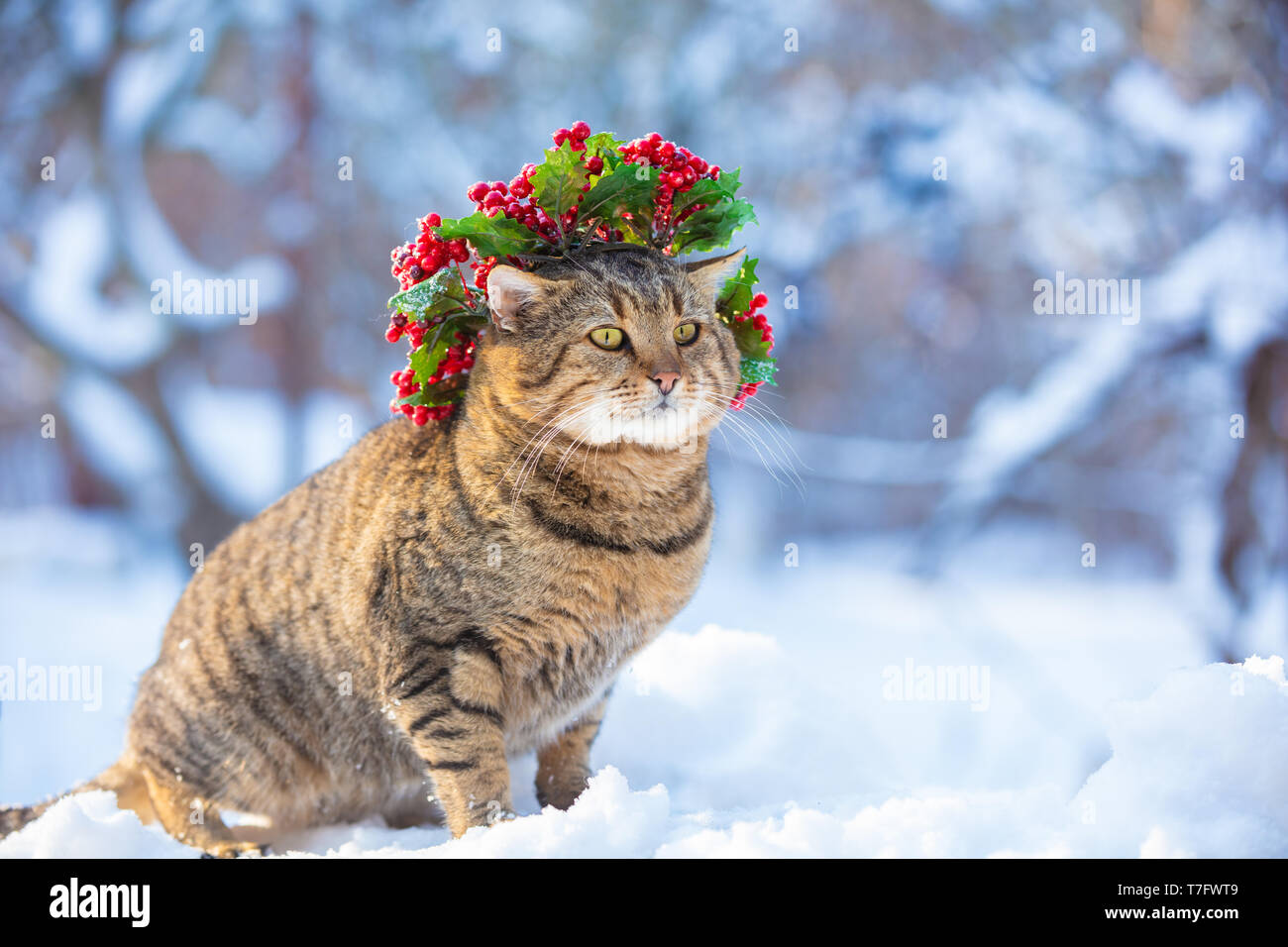 Cat wearing Christmas wreath walking on the snow in winter Stock Photo
