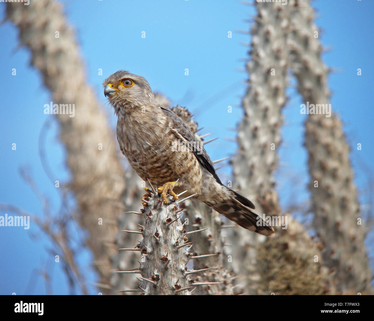 Endemic banded kestrel (Falco zoniventris) perched on spiny forest in Madagascar Stock Photo