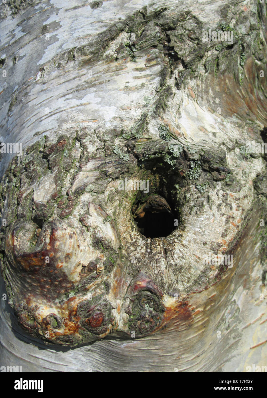 Detail of the bark of a birch tree in the Netherlands. Natural hole, birds use this as a nest. Stock Photo