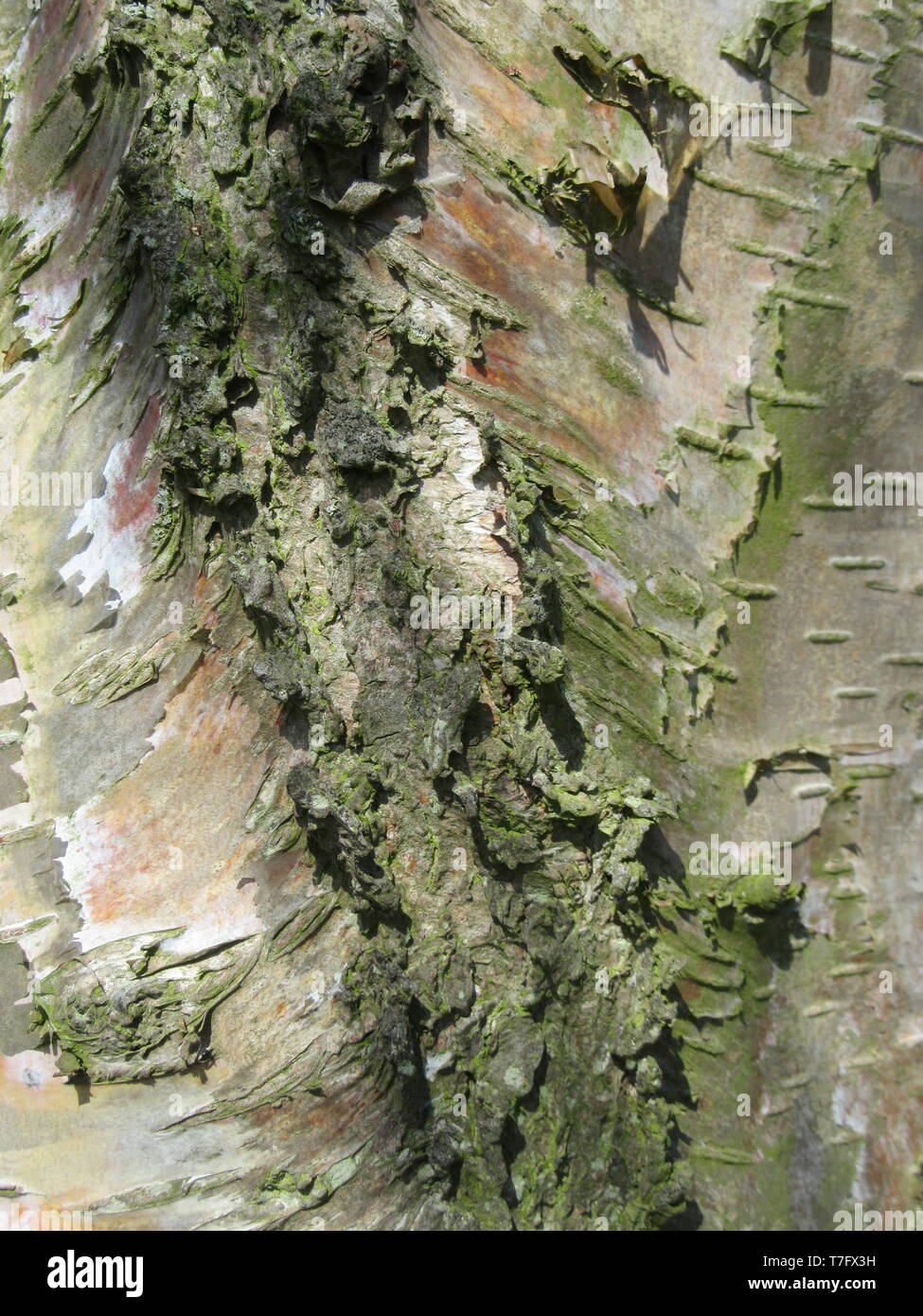 Detail of a green colored bark of a birch tree in the Netherlands. Stock Photo